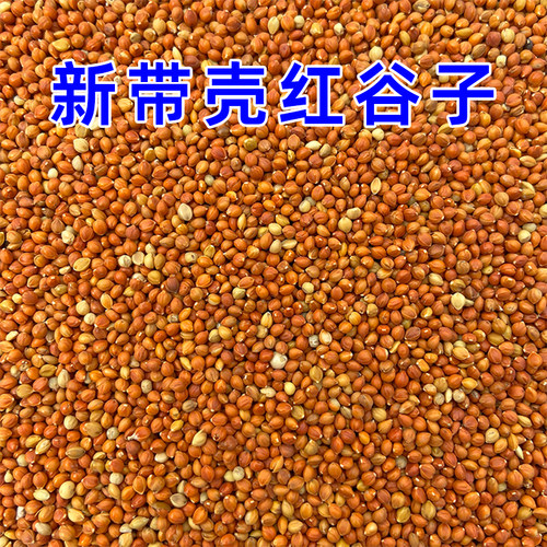 优质带壳红谷子 增亮毛色大颗粒饱满鸟食鸟粮虎皮鹦鹉珍珠鸟粮食