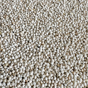 新货白苏子软苏子鸟食鸟粮饲料 鹦鹉金丝雀芙蓉鸟黄雀鸟