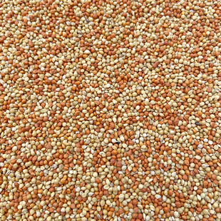 红谷子 黄谷子 带壳小米粟谷玄凤虎皮牡丹鹦鹉 鸟粮鸟食饲料