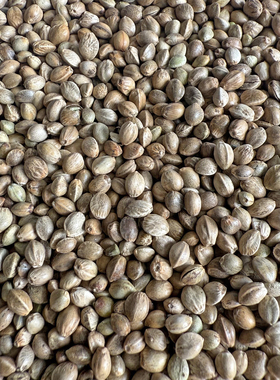 火麻子 麻籽 火麻仁 鹦鹉鸟粮鸟食饲料仓鼠小宠粮鸽粮饲料