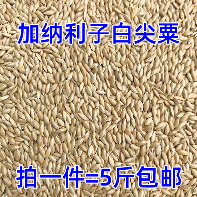 新鲜鸟粮进口加纳利子5斤