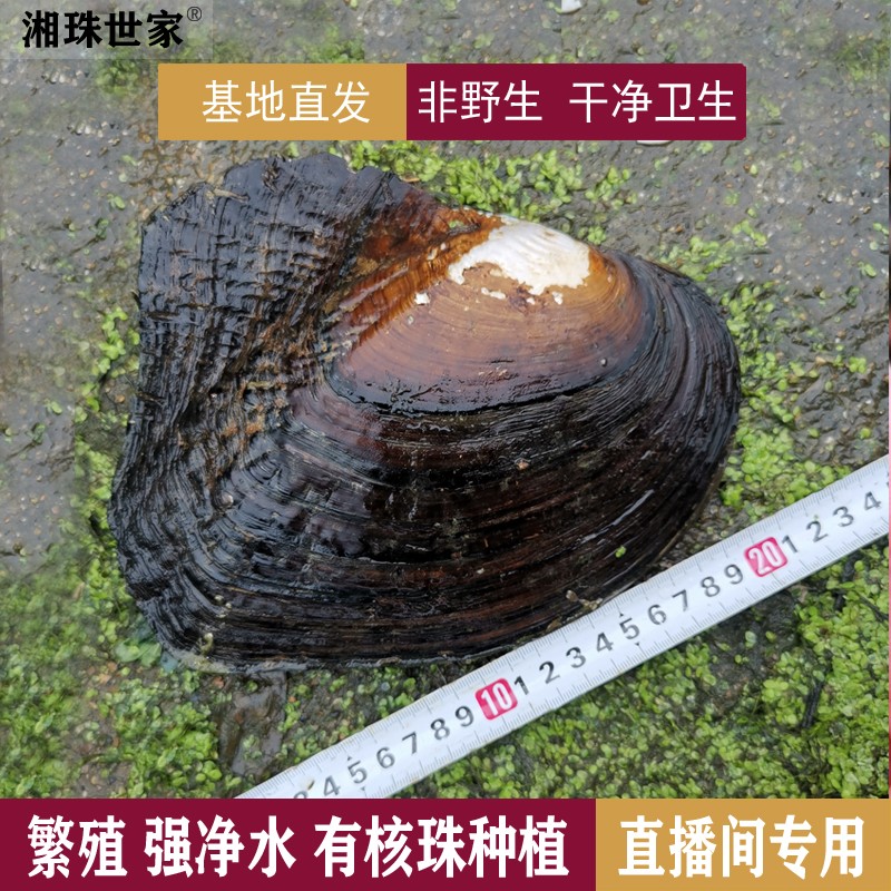 15-19cm 20-22cm淡水大无珠三角蚌繁殖蚌净化水质直播间塞珠活蚌