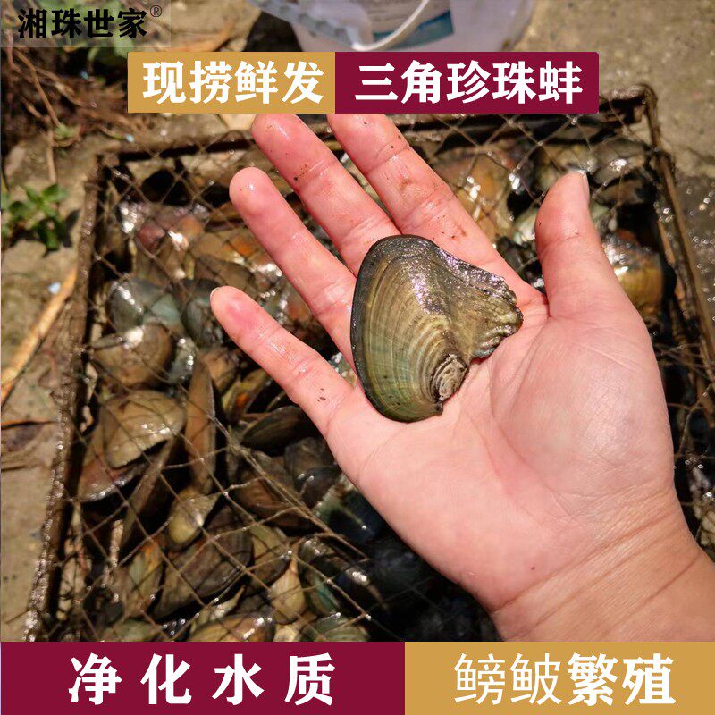 三角蚌养殖鱼缸净化水质淡水贝类