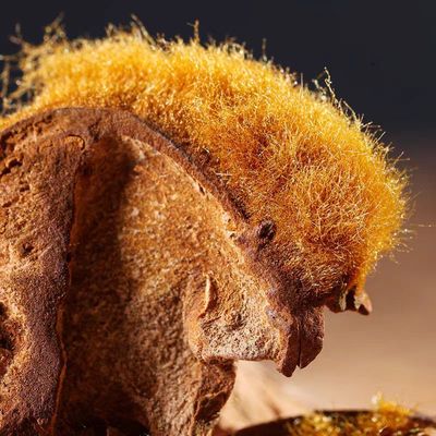 【仁杰老师】金毛狗100克