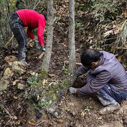 仁杰老师道地好物 天麻250克*袋