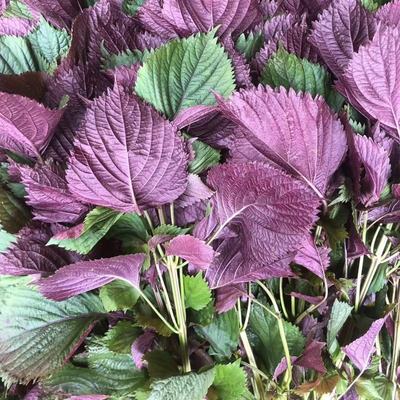 仁杰老师甄选 紫苏油250克