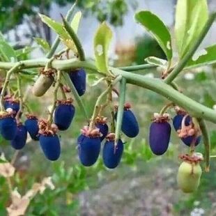 仁杰老师纯手工作青刺果油250克*瓶