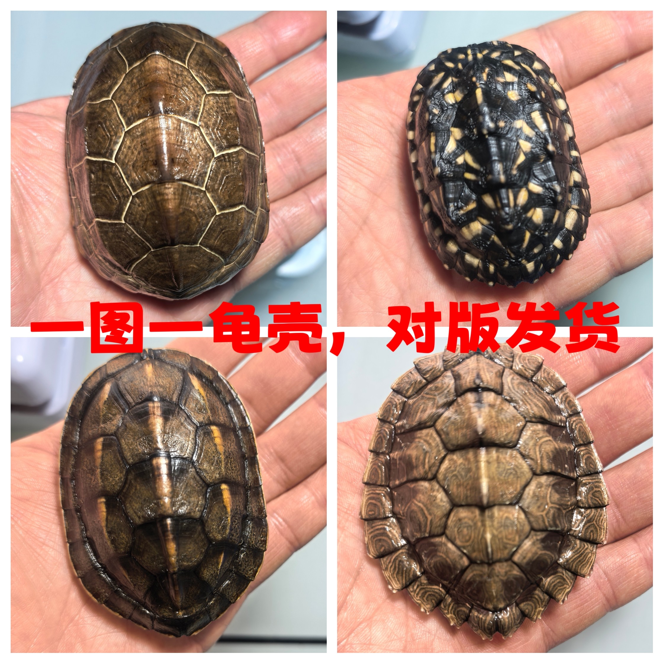 斑点，草龟龟壳，瑕疵龟壳，对版发货乌龟壳天然真龟壳摇卦手把件,家居饰品,国学摆件,淘宝优惠券,粉丝福利购,淘宝优惠卷