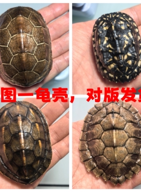 斑点，草龟龟壳，瑕疵龟壳，对版发货乌龟壳天然真龟壳摇卦手把件