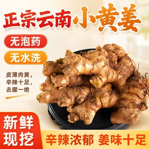 云南罗平小黄姜现挖高山生姜老姜
