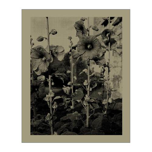 英文原版 Nicholas Nixon Closing The Distance 拉近距离 尼古拉斯·尼克松 纪实肖像摄影集精装 英文版 进口英语原版书籍