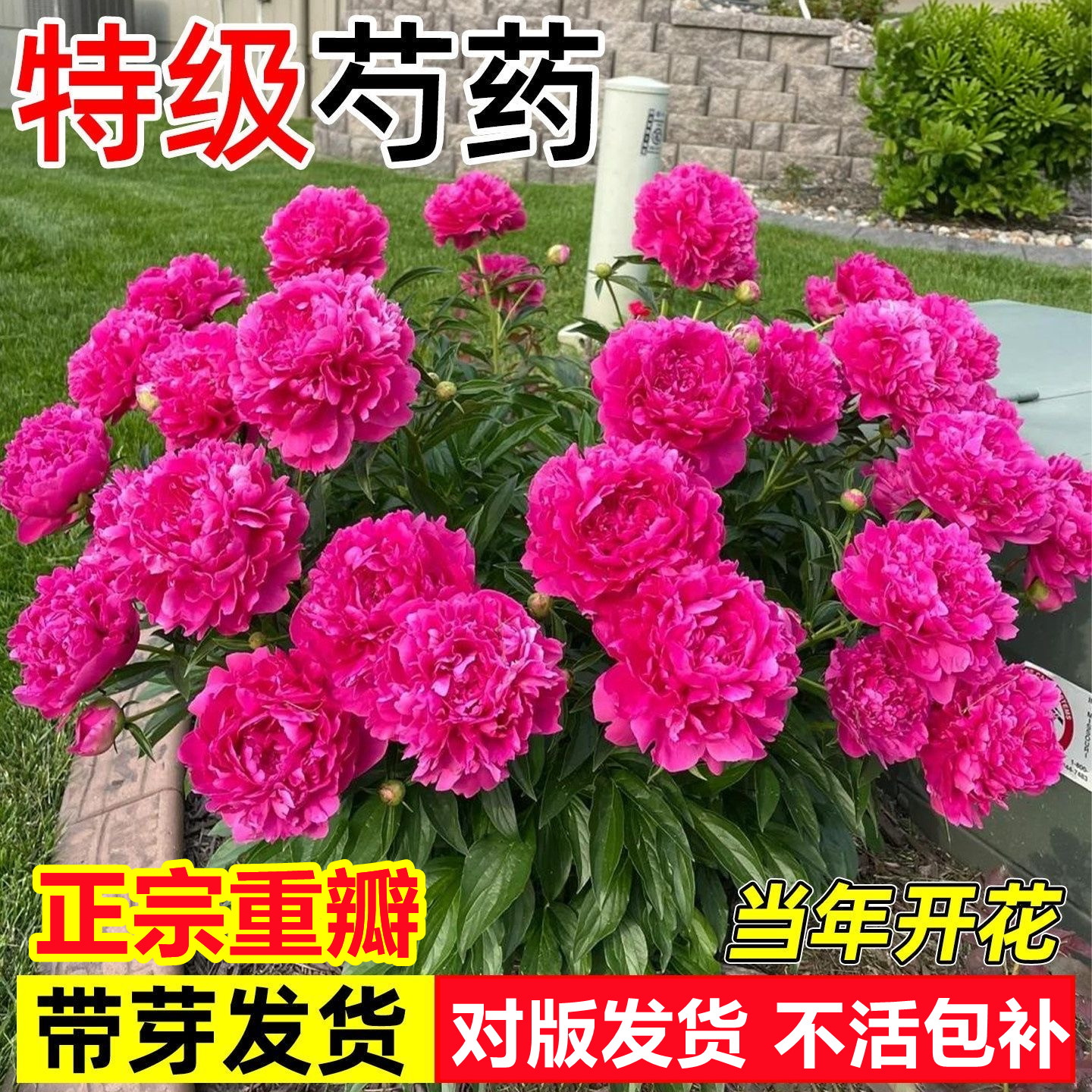 正宗芍药花苗抗寒对版率100%图片