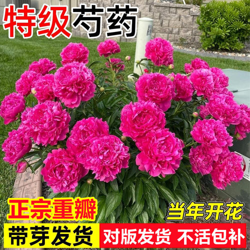 正宗芍药花苗抗寒对版率100%