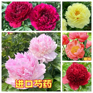 进口芍药花苗重瓣荷兰莎拉珊瑚正宗菏泽阳台庭院花卉植物带芽发货