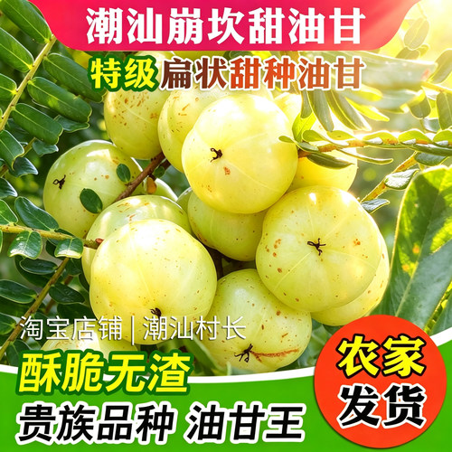 潮汕村长普宁崩坎甜种油甘果