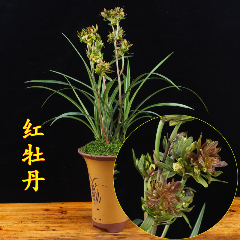 兰花苗春剑 红牡丹 奇花浓香室内绿植好养名贵四季植物兰草盆栽