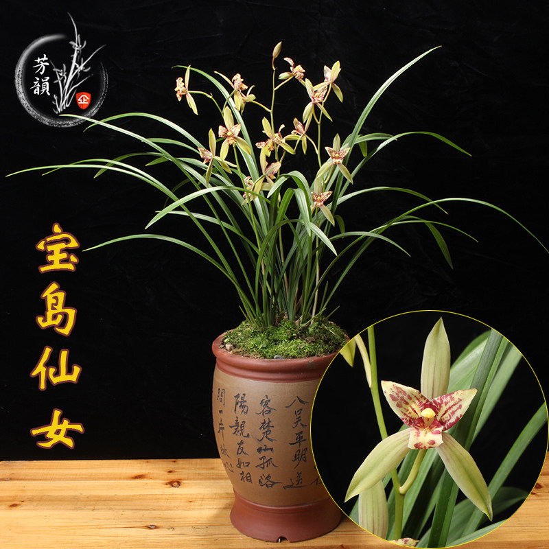 兰花苗建兰浓香三星蝶宝岛仙女花卉绿植盆栽室内卧室四季观花植物