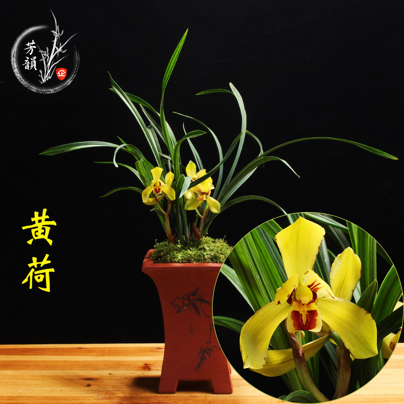 黄荷春兰兰花苗 办公室吸甲醛防辐射绿植盆栽室内净化空气植物