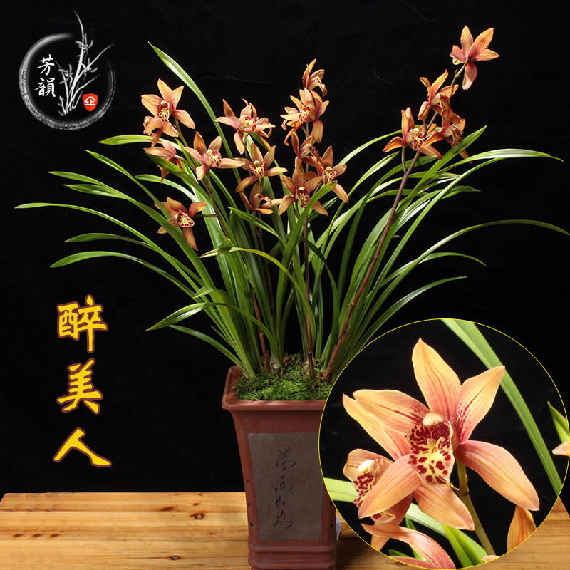 醉美人 浓香兰花苗建兰四季好养易成活花卉盆栽观花植物室内包邮