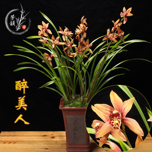 兰花盆栽建兰醉美人室内好养