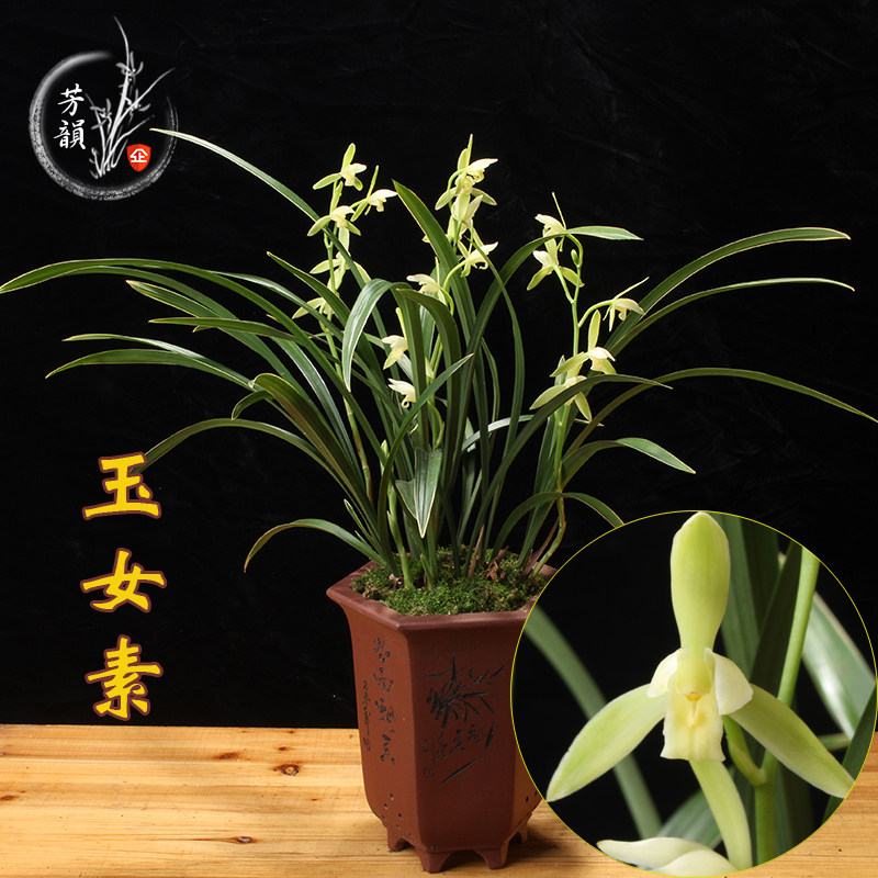 玉女素 兰花苗金边素心浓香四季好养盆栽花卉植物室内包邮易成活
