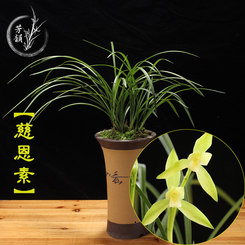 春兰素花浓香 慈恩素 兰花苗 办公室花卉绿植盆栽室内防辐射植物