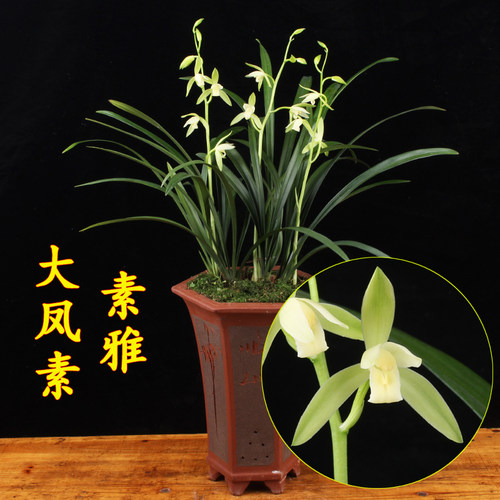 兰花盆栽建兰大凤素室内好养
