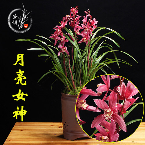 兰花盆栽建兰月亮女神