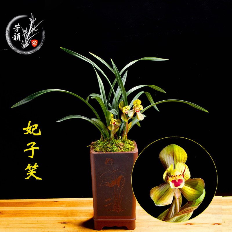 兰花苗春兰浓香荷瓣 妃子笑 盆栽室内办公室吸甲醛净化空气植物