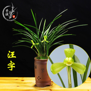 汪字 兰花苗春兰老八种 花卉绿植盆栽阳台室内好养 植物