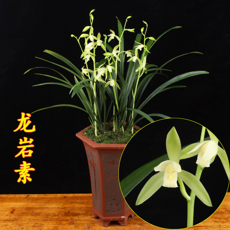 龙岩素 兰花苗盆栽建兰浓香花苞室内绿植好养名贵四季兰植物兰草