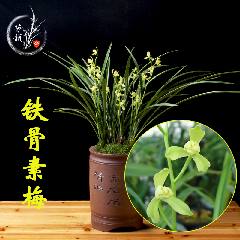 兰花盆栽建兰铁骨素梅室内好养