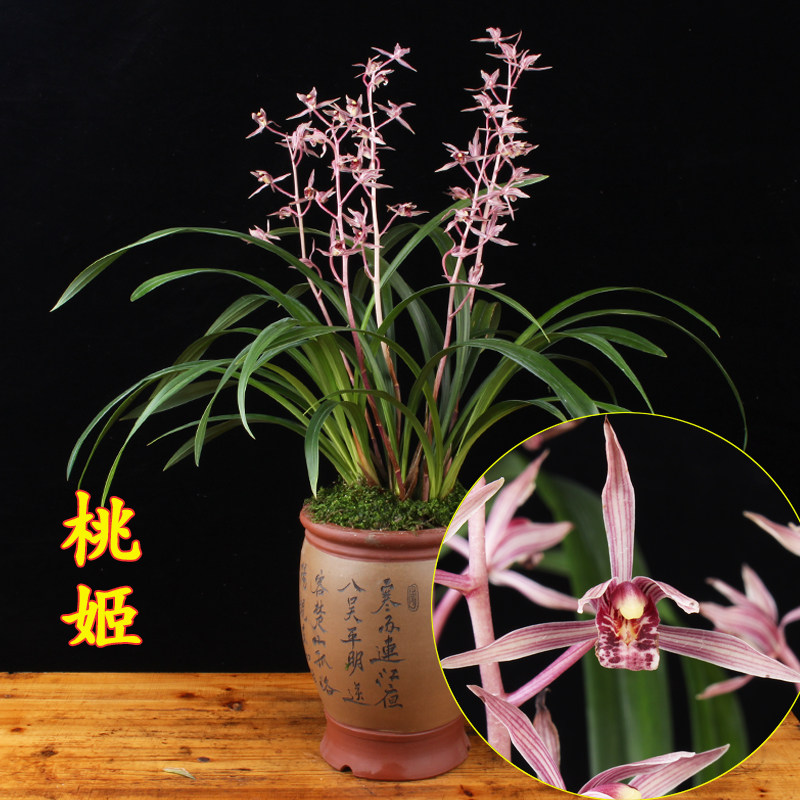 兰花墨兰 桃姬 红花浓香花苞室内绿植好养名贵四季植物盆栽兰草