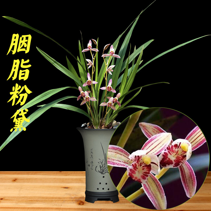 胭脂粉黛兰花苗盆栽建兰浓香花苞室内绿植好养名贵四季兰植物兰草