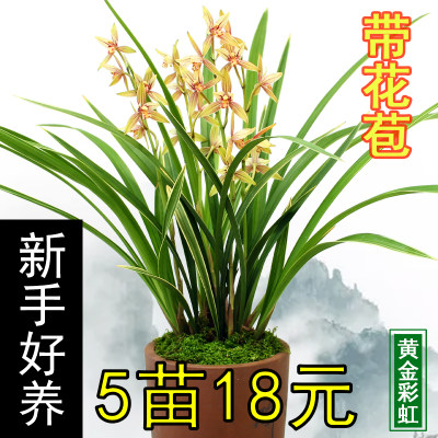 兰花黄金彩虹夏秋带浓香花苞包活