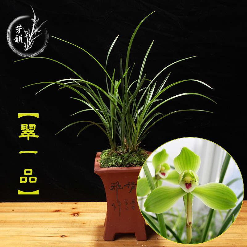 翠一品 春兰名品水仙瓣兰花苗室内办公室吸甲醛好养盆栽植物