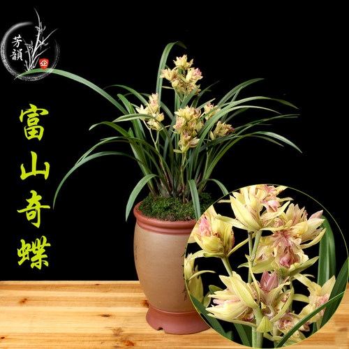 兰花盆栽建兰浓香富山奇蝶