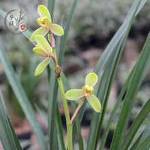 寒兰含香梅兰花苗 庭院观花植物阳台室内净化空气绿植盆栽花卉