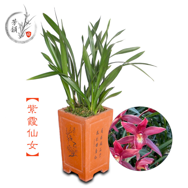 兰花盆栽建兰紫霞仙女室内好养