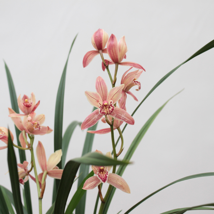 兰花盆栽建兰红粉佳人室内好养