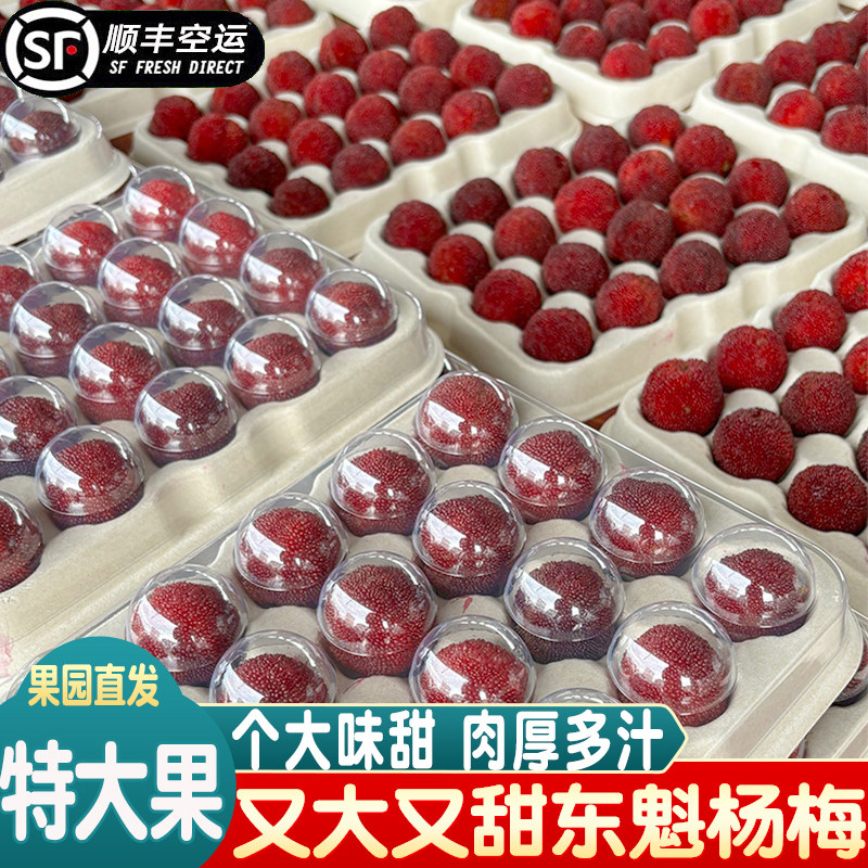 [特级大果]杨梅新鲜仙居杨梅正宗浙江大东魁杨梅孕妇水果现摘整箱