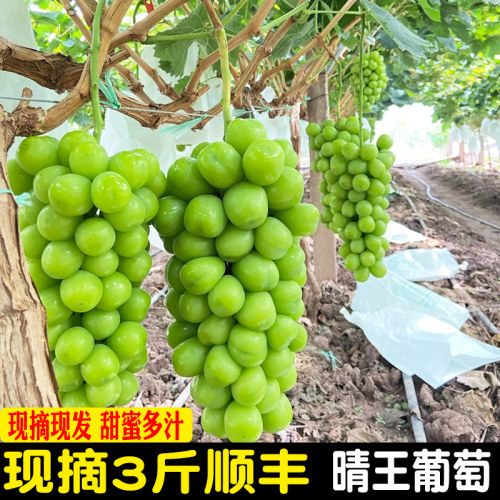 阳光玫瑰葡萄青提晴王特级浙江