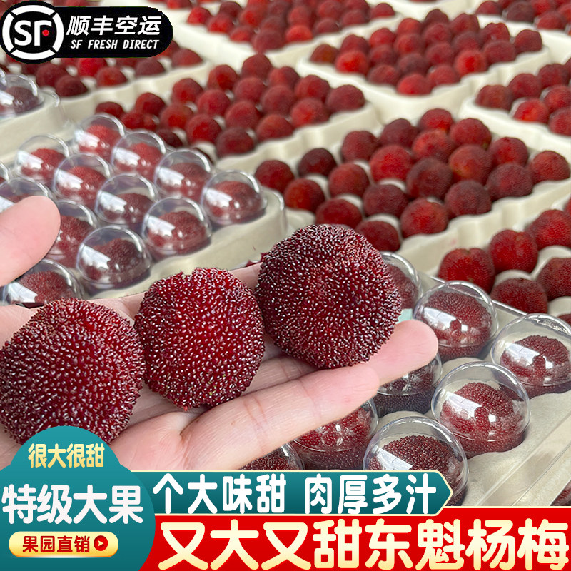 特级仙居杨梅新鲜浙江台州仙居东魁杨梅鲜果现摘现发特大杨梅超大
