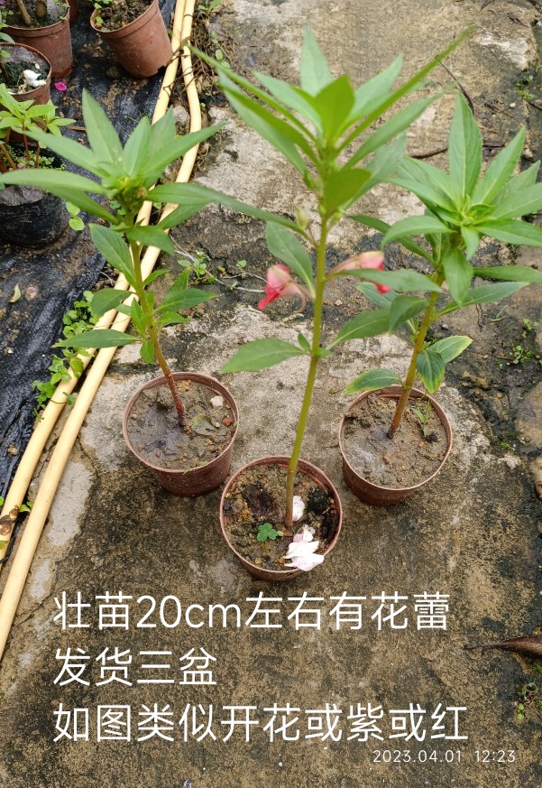 下单前看详情介绍 凤仙花苗植物盆栽 指甲花盆栽 育苗袋原件发货 鲜花速递/花卉仿真/绿植园艺 绿植 原图主图