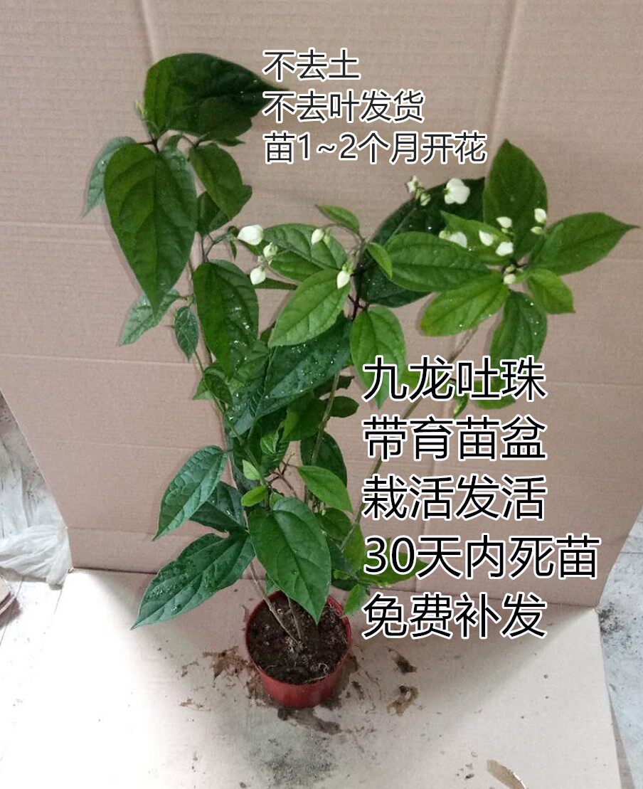包成活四季开花盆栽买如图发货