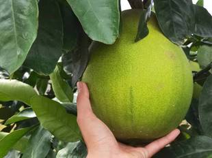 金兰金沙柚井冈蜜柚青皮柚多汁皮薄多肉吉安特产直供现摘包邮5斤