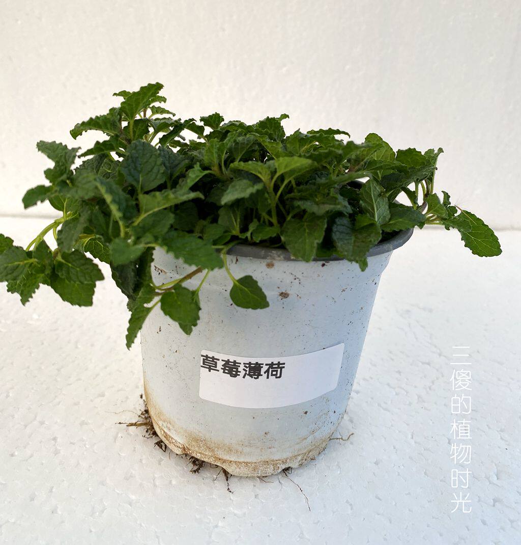 食用薄荷 草莓香味 好闻泡茶 蛋糕甜点装饰 草莓薄荷10厘米盆栽苗