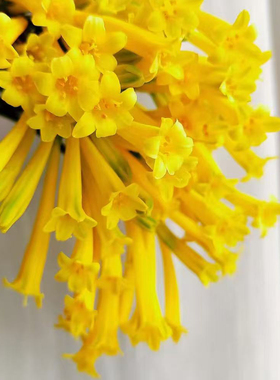 黄色杏色垂筒花多年生球根植物耐热可爱小花好养花园植物切花盆栽