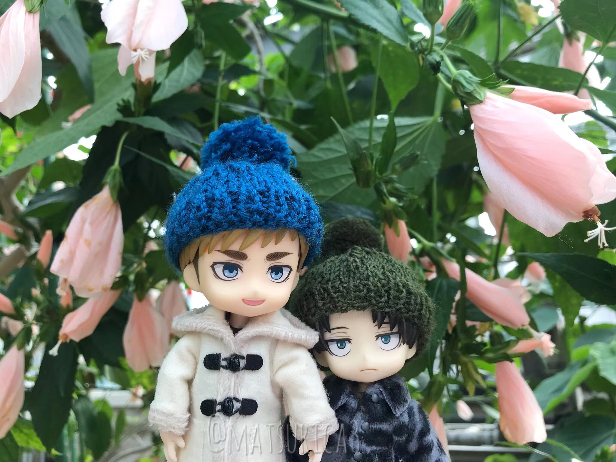 宫粉悬铃花多年生耐热木本植物花期长多季节开花