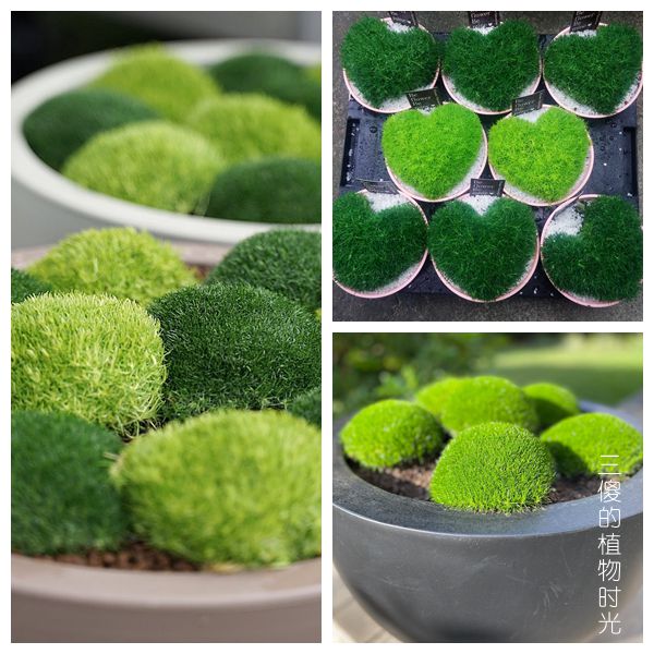 爱尔兰苔藓 爱尔兰珍珠草 多年生耐寒好养地被植物 10厘米盆栽